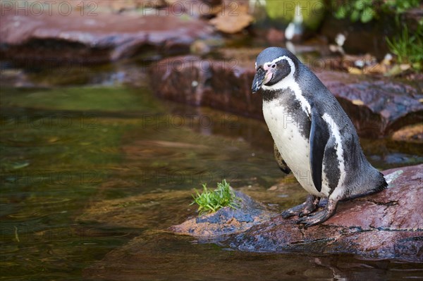 African penguin (Spheniscus demersus) standing at the edge of the water, captive, Germany, Europe
