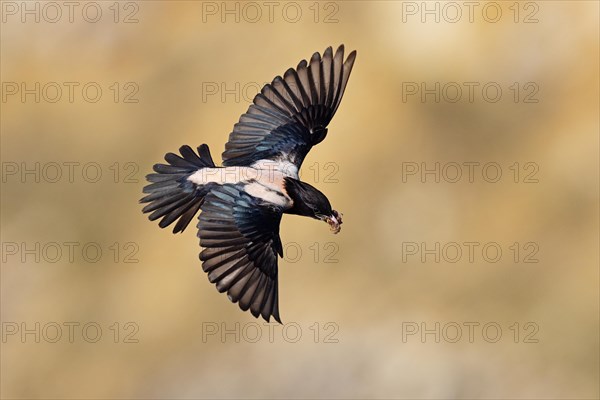 Roseate starling (Pastor roseus), adult bird, flying with food, Dobruja, Romania, Europe