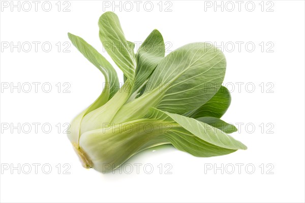 Fresh green bok choy or pac choi chinese cabbage isolated white background. Side view, close up