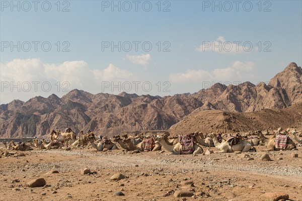A group of camels resting in a rocky desert with mountains on background. Egypt, the Sinai Peninsula near Dahab