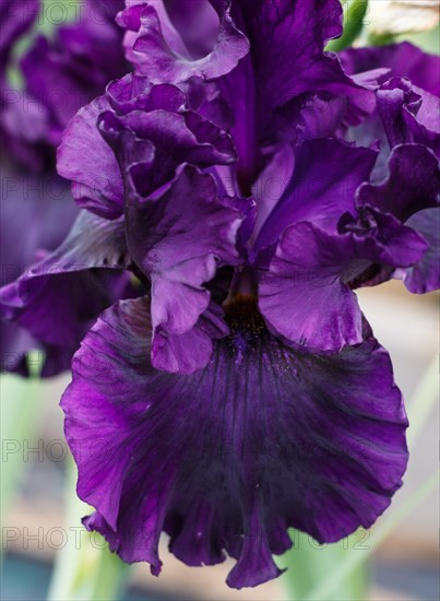 Beautiful violet iris flower bloom in the garden. Close up, fragility and summer concept