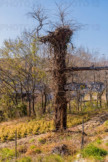 Unique sign made of old tree truck and vines with Korean words that mean Muju Village Plantation in South Korea