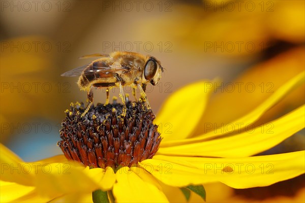 Dronefly (Eristalis tenax) on yellow coneflower (Echinacea paradoxa), Wilnsdorf, North Rhine-Westphalia, Germany, Europe