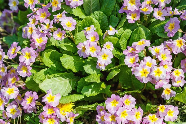 Primrose or primula in the spring garden. Purple, pink, yellow, white primroses in spring garden