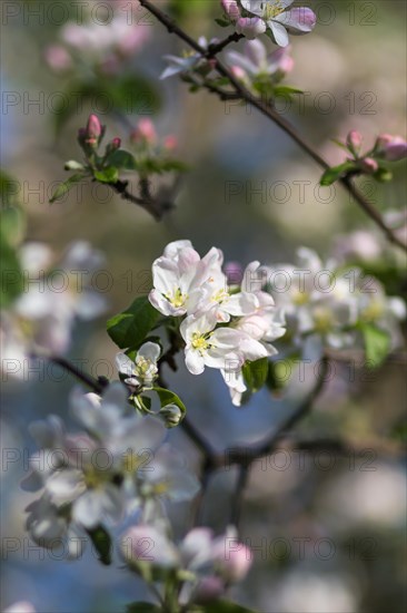 Blooming apple trees in spring park