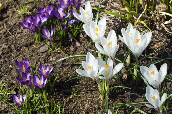 Crocuses blooming in the botanical garden in spring