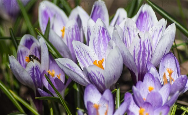 Crocuses blooming in the botanical garden in spring