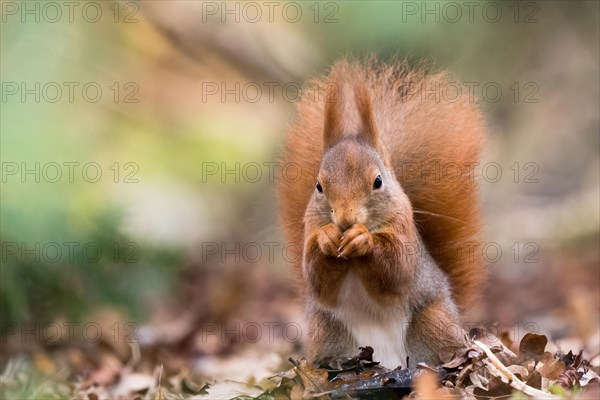 A brown eurasian red squirrel (Sciurus vulgaris) eating a nut among autumn leaves, Hesse, Germany, Europe