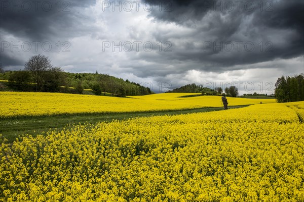 Approaching thunderstorm and rape field in bloom, near Salem, Lake Constance, Baden-Wuerttemberg, Germany, Europe