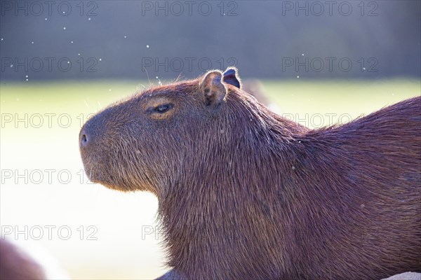 Capybara (Hydrochaeris hydrochaeris) Pantanal Brazil