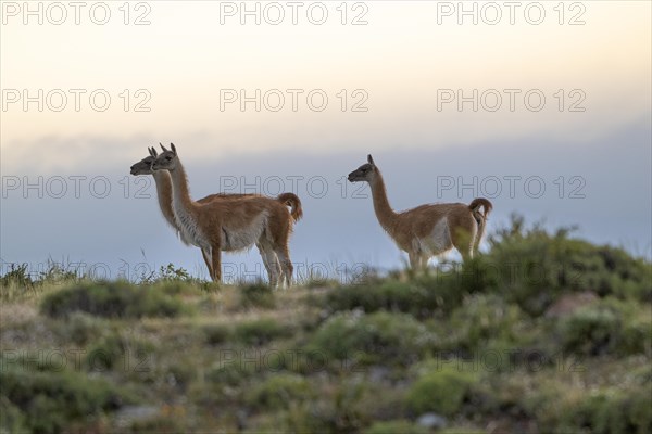 Guanaco (Llama guanicoe), Huanako, group in the evening light, Torres del Paine National Park, Patagonia, end of the world, Chile, South America