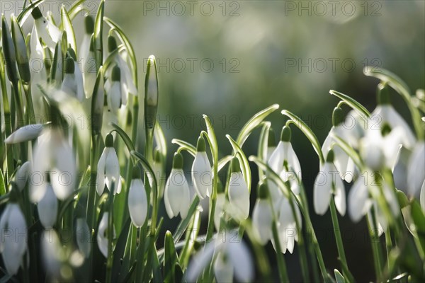 Snowdrop (Galanthus), February, Germany, Europe