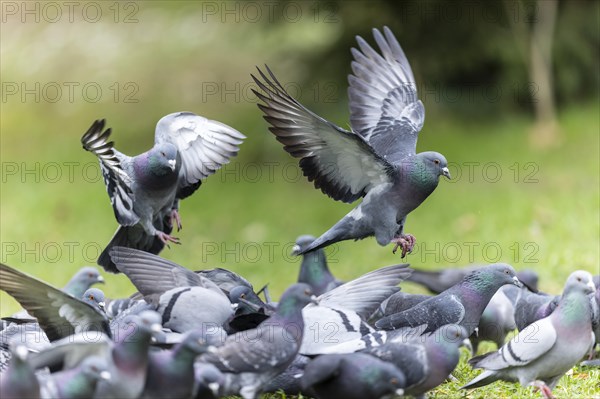 City dove (Columba livia forma domestica) in flight, wildlife, Germany, Europe