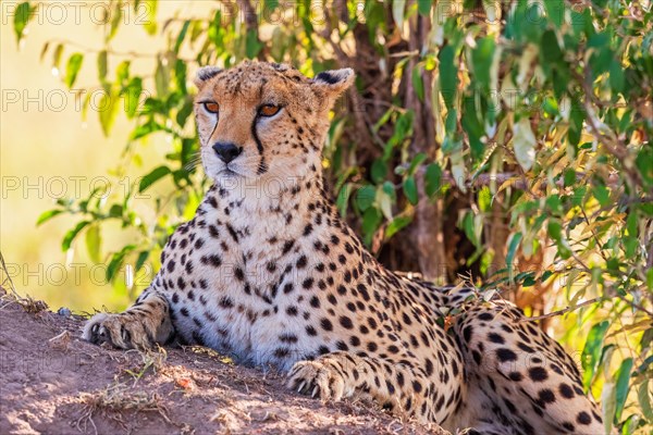 Female Cheetah (Acinonyx jubatus) resting in the shade on a mound at the savanna in africa, Maasai Mara, Kenya, Africa