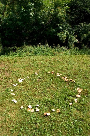 Fairy ring, mushrooms growing in a circle