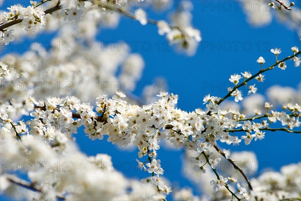 White bloom on a branch of an ornamental shrub in front of blue sky