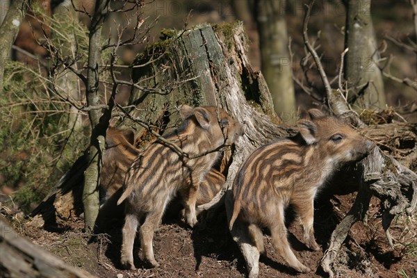 Wild boar (Sus scrofa) approx. 1 week old young boar sleeping on an old tree stump, Allgaeu, Bavaria, Germany, Europe