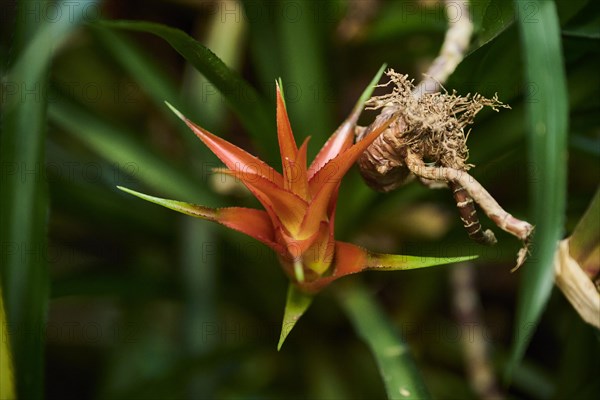 Droophead tufted airplant (Guzmania lingulata) flower growing in a greenhouse, Bavaria, Germany, Europe