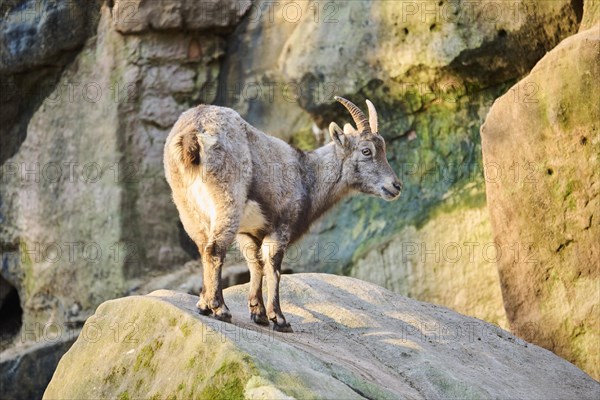 Alpine ibex (Capra ibex) youngster standing on a rock, Bavaria, Germany, Europe