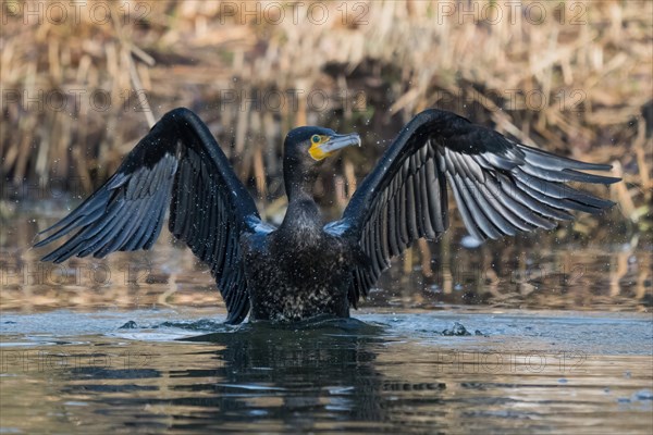 A great cormorant (Phalacrocorax carbo) with spread wings drying its feathers, frontal view, Hesse, Germany, Europe