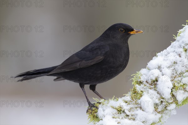 European blackbird (Turdus merula) adult male bird on a snow covered tree branch, England, United Kingdom, Europe