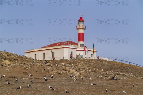 Seagulls in front of the lighthouse in the Penguin National Park on Magdalena Island, Magellanes, Patagonia, Chile, South America