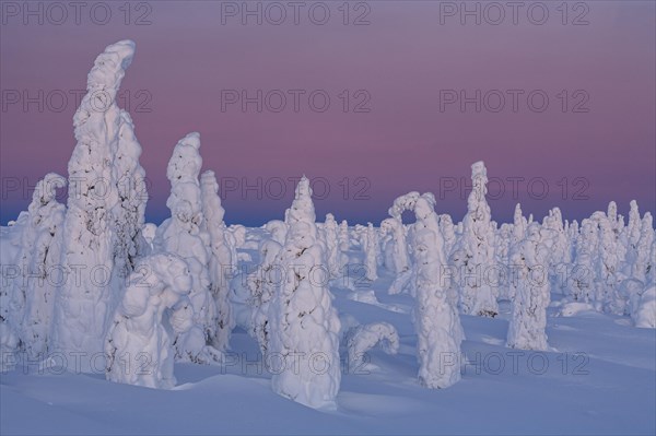 Snow-covered trees in tundra, Arctic, evening light, winter, Dalton Highway, Alaska, USA, North America