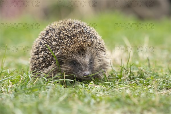 European hedgehog (Erinaceus europaeus) adult animal walking on a garden lawn, Suffolk, England, United Kingdom, Europe