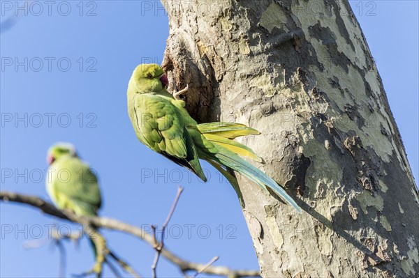 Rose-ringed parakeet (Psittacula krameri) hanging from a tree at the breeding den, wildlife, Germany, Europe