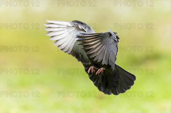 City dove (Columba livia forma domestica) in flight, wildlife, Germany, Europe