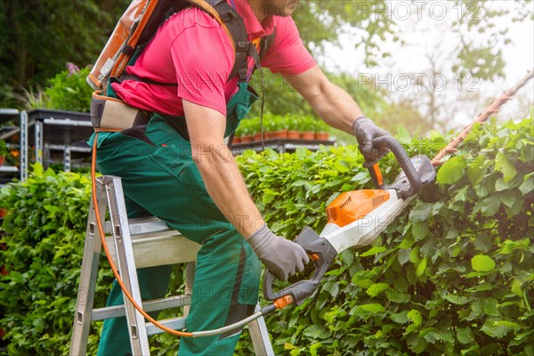 Gardener trimming hedges with hedge trimmers