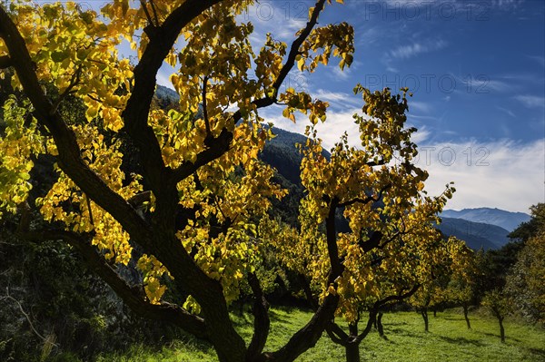 Apricot trees in autumn, agriculture, fruit, apricot, orchard, autumnal, foliage, tree, deciduous tree, fruit tree, agriculture, cultivation, Alps, Rhone Valley, Valais, Switzerland, Europe