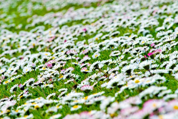 Spring meadow with Daisy (Bellis Perennis) Munich, Bavaria, Germany, Europe