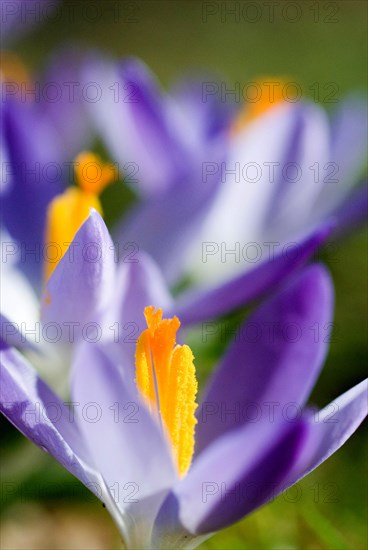 Spring crocus (Crocus Vernus) Munich, Bavaria, Germany, Europe