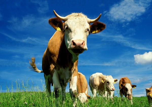 Portrait of cow and herd in Bavaria, Germany, Europe