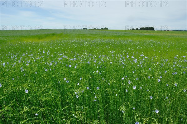 Flowering flax field
