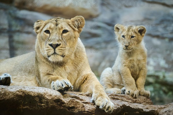 Asiatic lion (Panthera leo persica) mother with her cub on a rock, captive