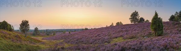View of the landscape of the Lueneburg Heath, sunset, panorama, landscape format, evening light, landscape photography, nature photography, Wilsede, Lower Saxony, Germany, Europe