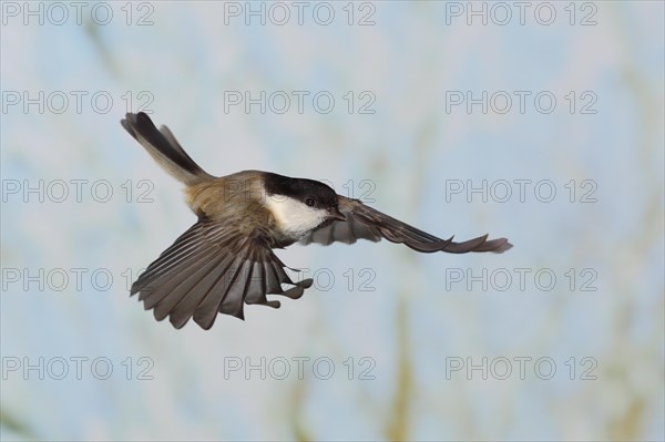 Willow Tit (Parus montanus), in flight, high speed aerial photograph, winter, animals, birds, Siegerland, North Rhine-Westphalia, Germany, Europe