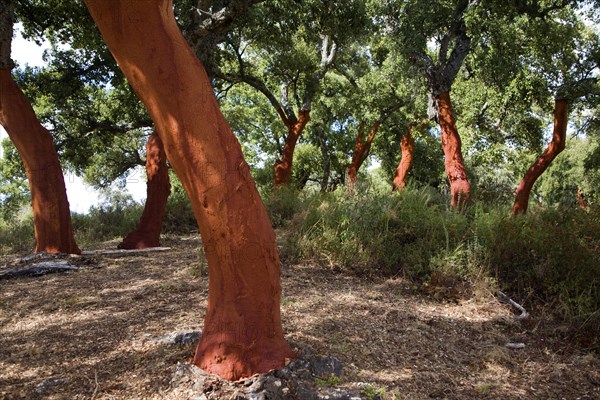 Red tree trunks freshly harvested bark Quercus suber, Cork oak, Sierra de Grazalema natural park, Cadiz province, Spain, Europe