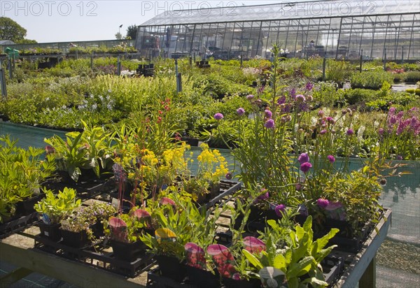 Potted plants on sale at Katie's nursery, Newbourne, Suffolk, England, United Kingdom, Europe