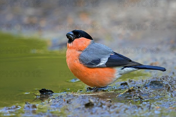 Eurasian bullfinch, common bullfinch (Pyrrhula pyrrhula) male drinking water from pond, rivulet