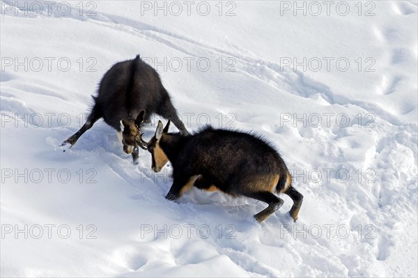 Two chamois (Rupicapra rupicapra) males fighting in the snow in winter during the rut in the European Alps