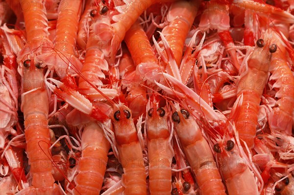 Fresh prawns are sold in the Malaga fish market, 12/02/2019