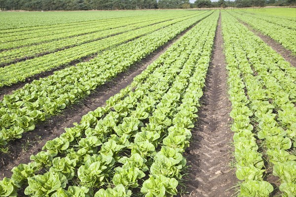 Lettuce crop growing in field near Hollesley, Suffolk, England, United Kingdom, Europe