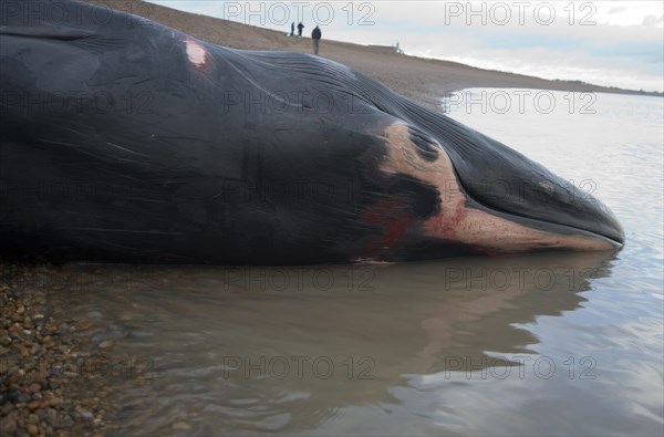 Fin Whale, Balaenoptera physalus, washed up dead on Shingle Street, Suffolk, England, United Kingdom, Europe