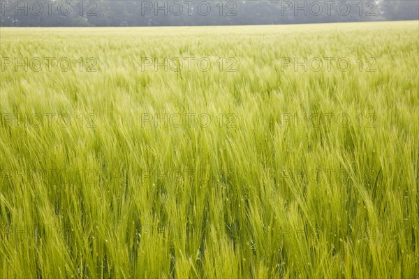Field of green young barley crop in Shottisham, Suffolk, England, United Kingdom, Europe