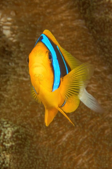 Orange-fin clownfish (Amphiprion chrysopterus) Blue-banded anemonefish looking directly at the observer, Pacific Ocean