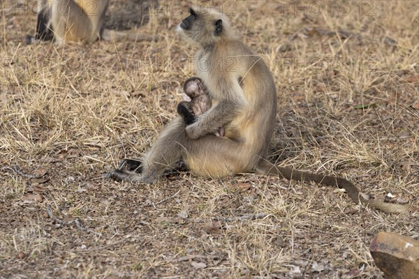 Gray langurs (Semnopithecus entellus), mother and the newborn baby, sitting on the ground in the dry, yellow-brown grass, seen in the wild, in the Ranthambore National Park. Photographed in February, the winter, dry season. Sawai Madhopur District, Rajasthan, India, Asia