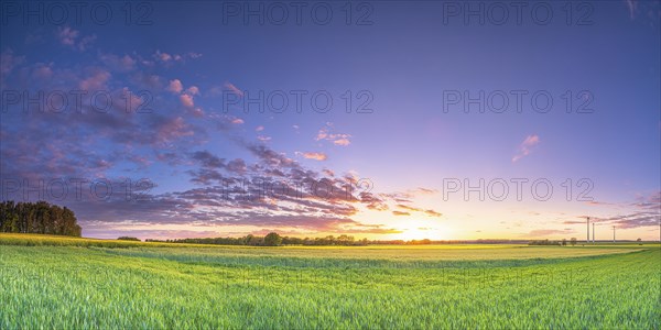View over green grain fields at sunset, evening light, panorama, landscape format, evening light, landscape photography, nature photography, wind turbines, Neustadt am Ruebenberge, Lower Saxony, Germany, Europe